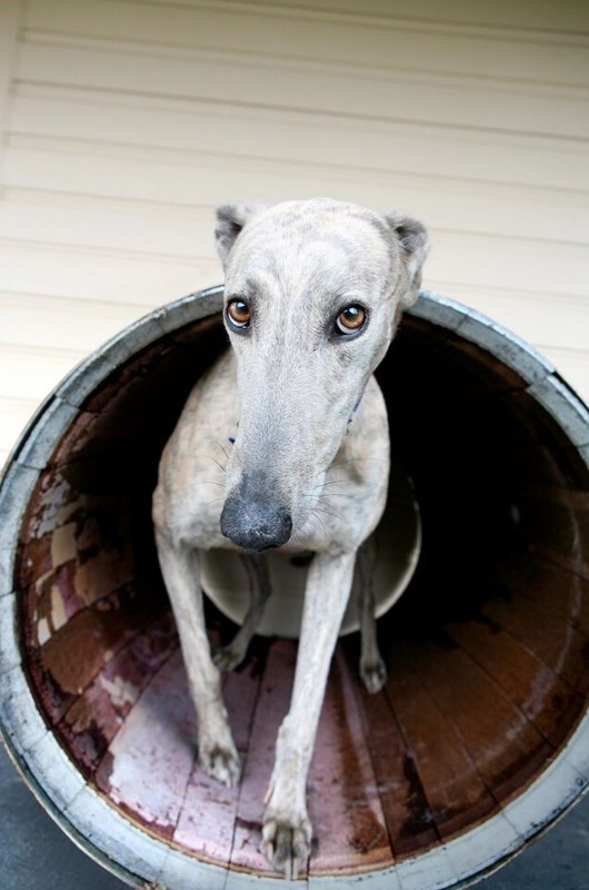 Mickey the greyhound of Greg Cooley Wines